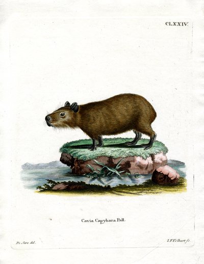 Capybara (farget gravering) av German School