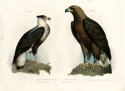 Caracara, 1864 av German School