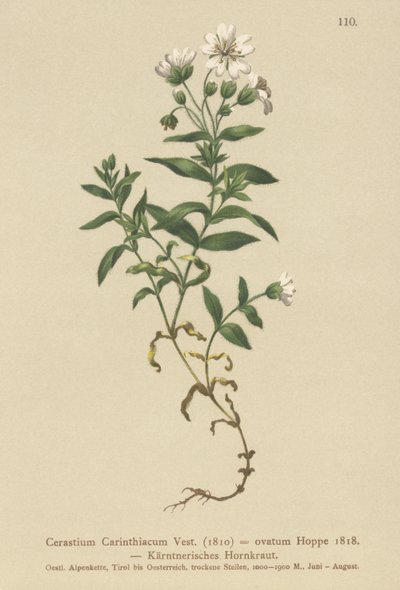 Kärntens museøre (Cerastium Carinthiacum, Cerastium ovatum) av German School