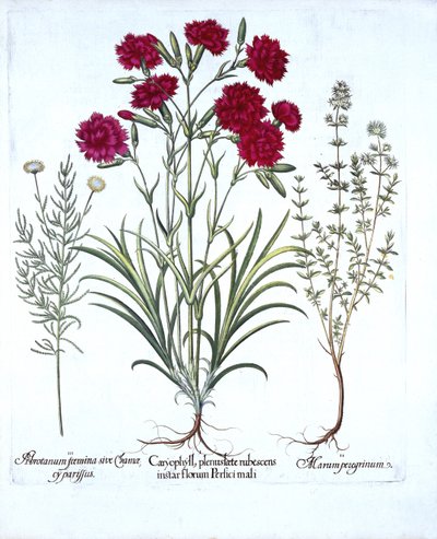 Nellik, kattetimian og vanlig lavendelbomull, fra Hortus Eystettensis, av Basil Besler (1561-1629), pub. 1613 (håndfarget gravering) av German School