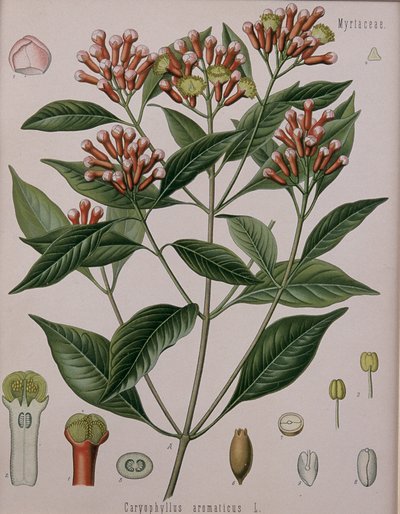 Caryophyllus Aromaticus (nellik) av German School