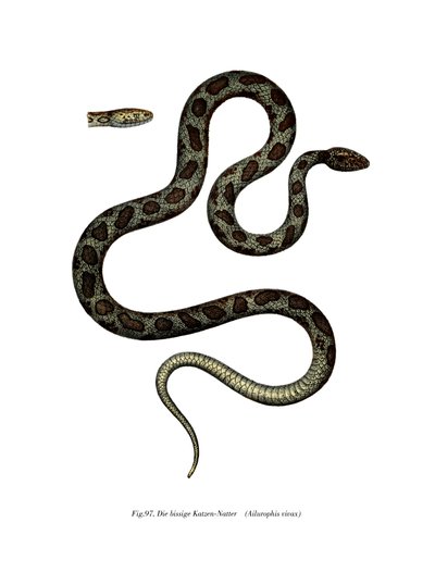 Cat Snake (farge litho) av German School