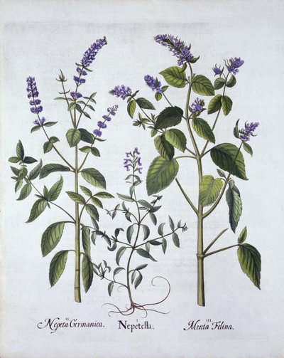 Catmintand Catnip, fra Hortus Eystettensis, av Basil Besler (1561-1629), pub. 1613 (håndfarget gravering) av German School