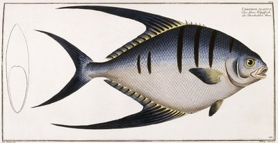 Chaetodon Glaucus, 1785-1788 av German School