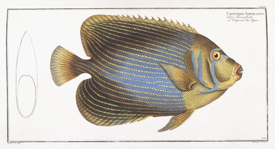 Chaetodon Imperator av German School