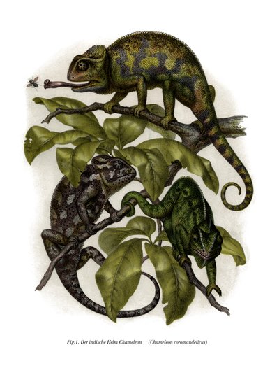 Kameleon (farge litho) av German School