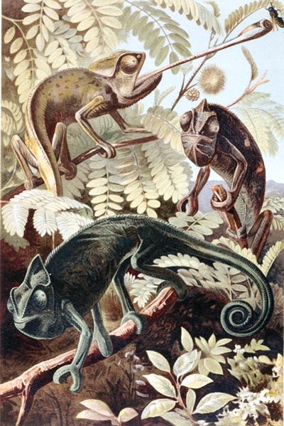 Kameleon, tallerken fra "Brehms Tierleben: Allgemeine Kunde des Tierreichs", vol.7, s.171, utgitt av Bibliographisches Institut av German School