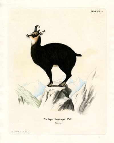 Chamois (farget gravering) av German School