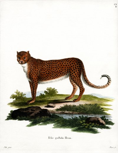 Gepard (farget gravering) av German School