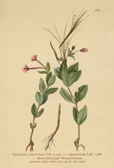 Kyllingpilsurt (Epilobium alsinefolium, Epilobium origanifolium) av German School