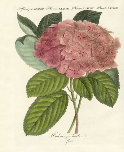 kinesiske blomster av German School