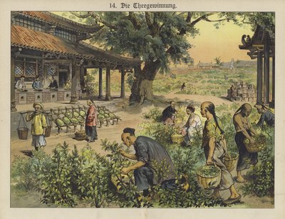 Kinesisk teplantasje (farge litho) av German School