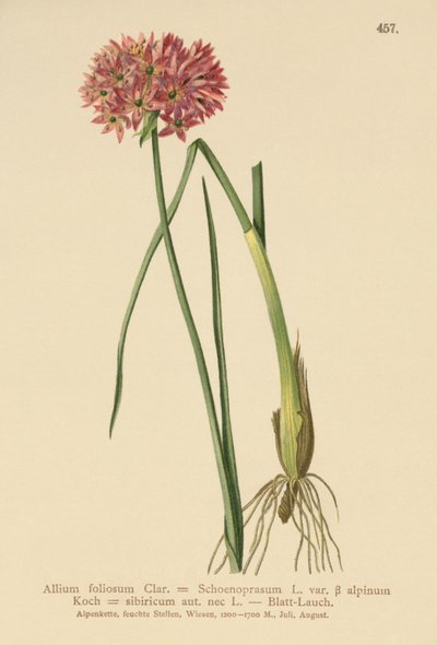 Gressløk (Allium foliosum, Allium Schoenoprasum var. alpinum, Allium sibiricum) av German School
