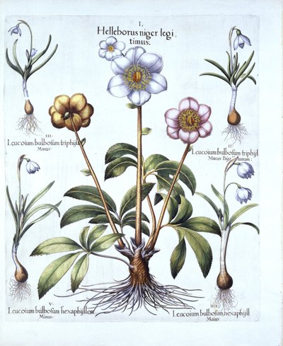 Christmas Rose and Snowdrop Variations, fra Hortus Eystettensis, av Basil Besler (1561-1629), pub. 1613 (håndfarget gravering) av German School
