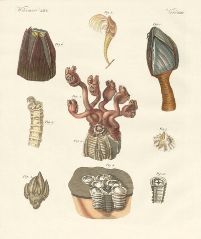 Cirrhipodas, Bristleworms eller brachiopoder (farget gravering) av German School