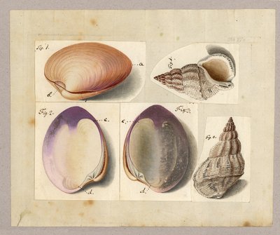 Musling og sjøsnegl: Venus Mercenaria Linnaei, Buccino glacioli Linnaei, 1785 (wc på papir) av German School