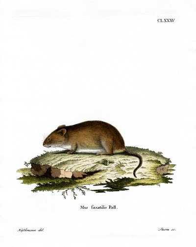 Cliff Mouse (farget gravering) av German School