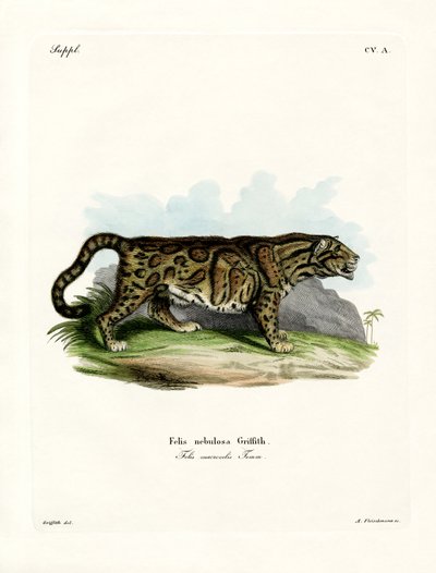 Clouded Leopard (farget gravering) av German School
