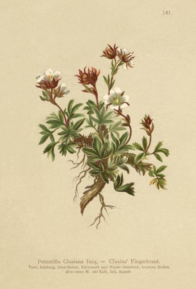 Clusius Cinquefoil (Potentilla Clusiana) av German School