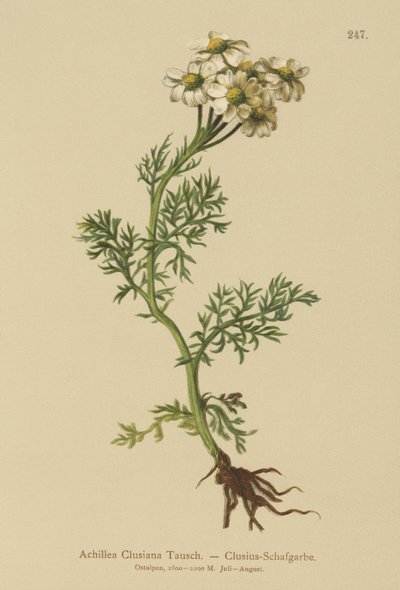 Clusius Ryllik (Achillea Clusiana, Achillea atrata ssp. clusiana) av German School