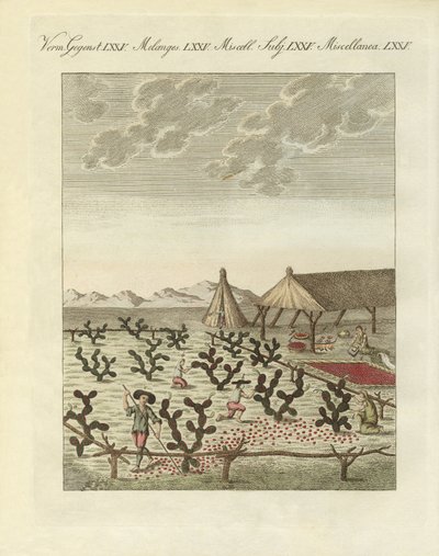 Samle cochenilles (farget gravering) av German School