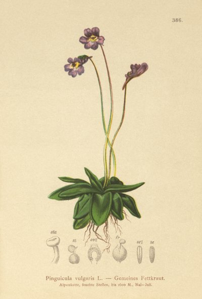 Vanlig butterwort (Pinguicula vulgaris) av German School