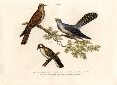 Vanlig gjøk, 1864 av German School