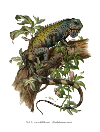 Vanlig leguan (farge litho) av German School
