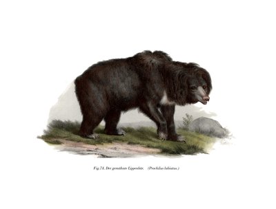 Vanlig indisk dovendyrbjørn, 1860 av German School