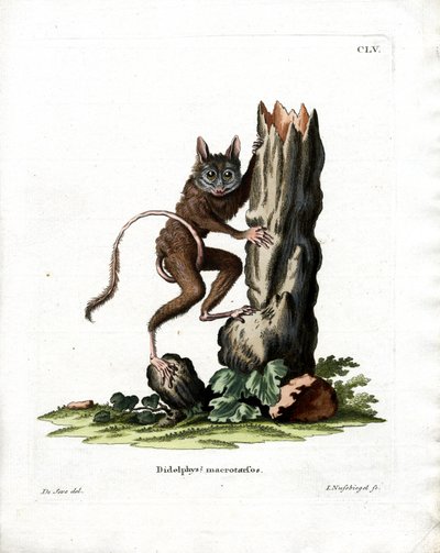 Common Mouse Opossum (farget gravering) av German School
