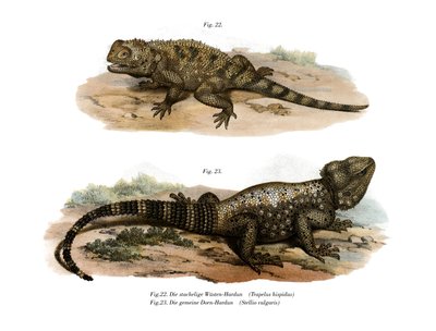 Vanlig Spiny Agama (farge litho) av German School