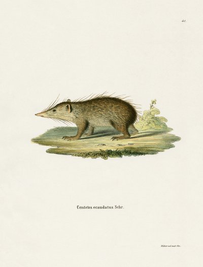 Common Tenrec (farget gravering) av German School