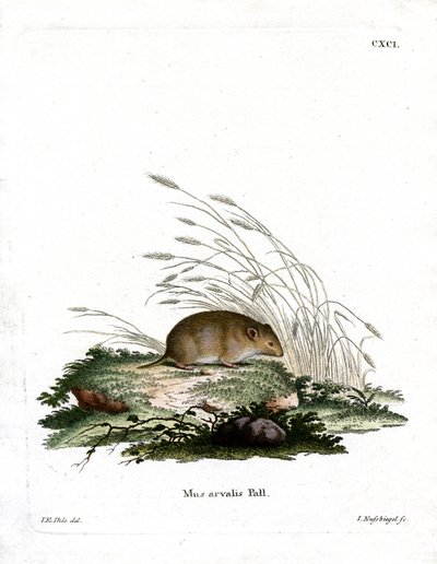 Common Vole (farget gravering) av German School