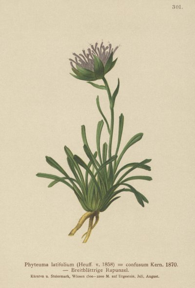 Forvirret rampion (Phyteuma confusum, Phyteuma latifolium, Phyteuma hemisphaericum av German School