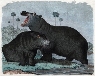 Couple of Hippotamus. In “” Wenn Jemand eine Reise thut, so kann er was erzahlen”” (When someone travels, this is what he can tell), German tale by Franz Wiedemann av German School