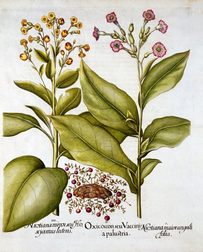 Tranebær og blomstrende tobakk, fra Hortus Eystettensis, av Basil Besler (1561-1629), pub. 1613 (håndfarget gravering) av German School