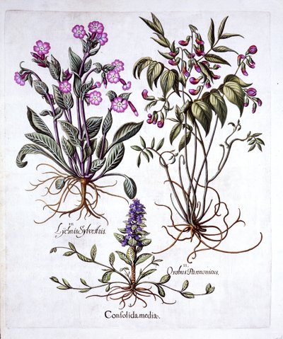 Creeping Bugle, Spring Vetch and Red Campion, fra Hortus Eystettensis, av Basil Besler (1561-1629), pub. 1613 (håndfarget gravering) av German School