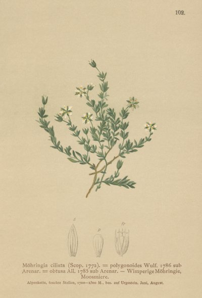 Krypende sandurt (Moehringia ciliata, Moehringia polygonoides, Arenaria obtusa) av German School