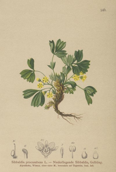 Krypende Sibbaldia (Sibbaldia procumbens) av German School