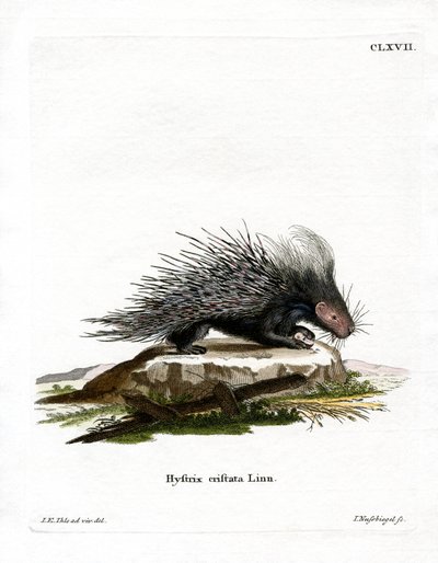 Crested Porcupine (farget gravering) av German School