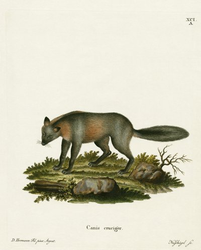 Cross Fox (farget gravering) av German School