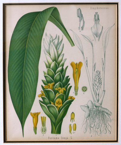 Curcuma longa (gurkemeie) fra Kohlers Medicinal Plants av Franz Eugen Kohler av German School