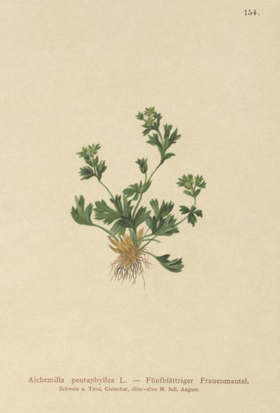 Cut Leaved Lady