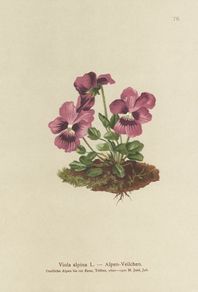 Cyclamen, alpefiol (Viola alpina) av German School