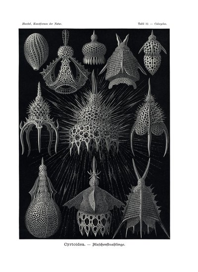 Cyrtoidea, 1899-1904 av German School