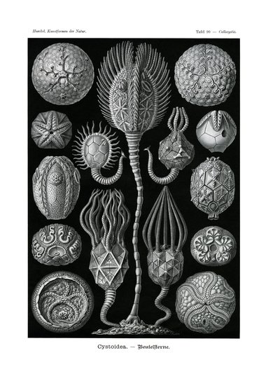 Cystoidea, 1899-1904 av German School