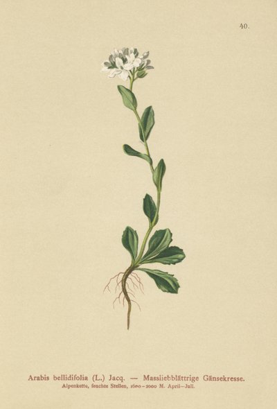 Daisyleaf Rock-Cress (Arabis bellidifolia) av German School
