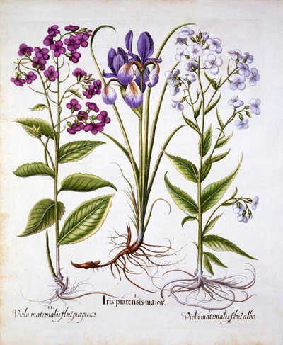 Dames Violet and a Field Iris, fra Hortus Eystettensis, av Basil Besler (1561-1629), pub. 1613 (håndfarget gravering) av German School