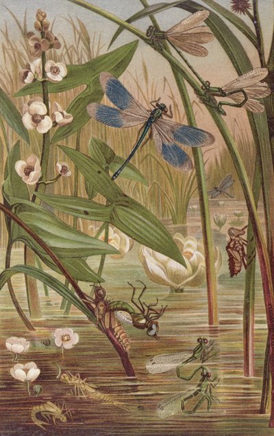 Damselfly Hatching, plate fra Brehms Animal Life: General Knowledge of the Animal Kingdom, vol.9, s.554, utgitt av Bibliographic Institute, 1892 av German School
