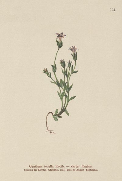 Dansk dverggentian (Gentiana tenella, Gentianella tenella, Comastoma tenellum) av German School